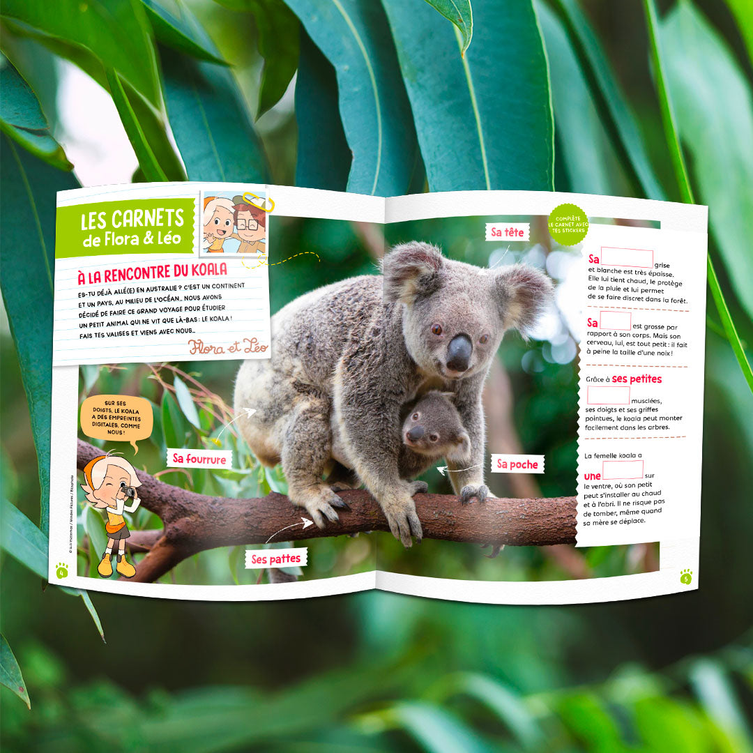 Le koala