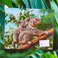 Le koala