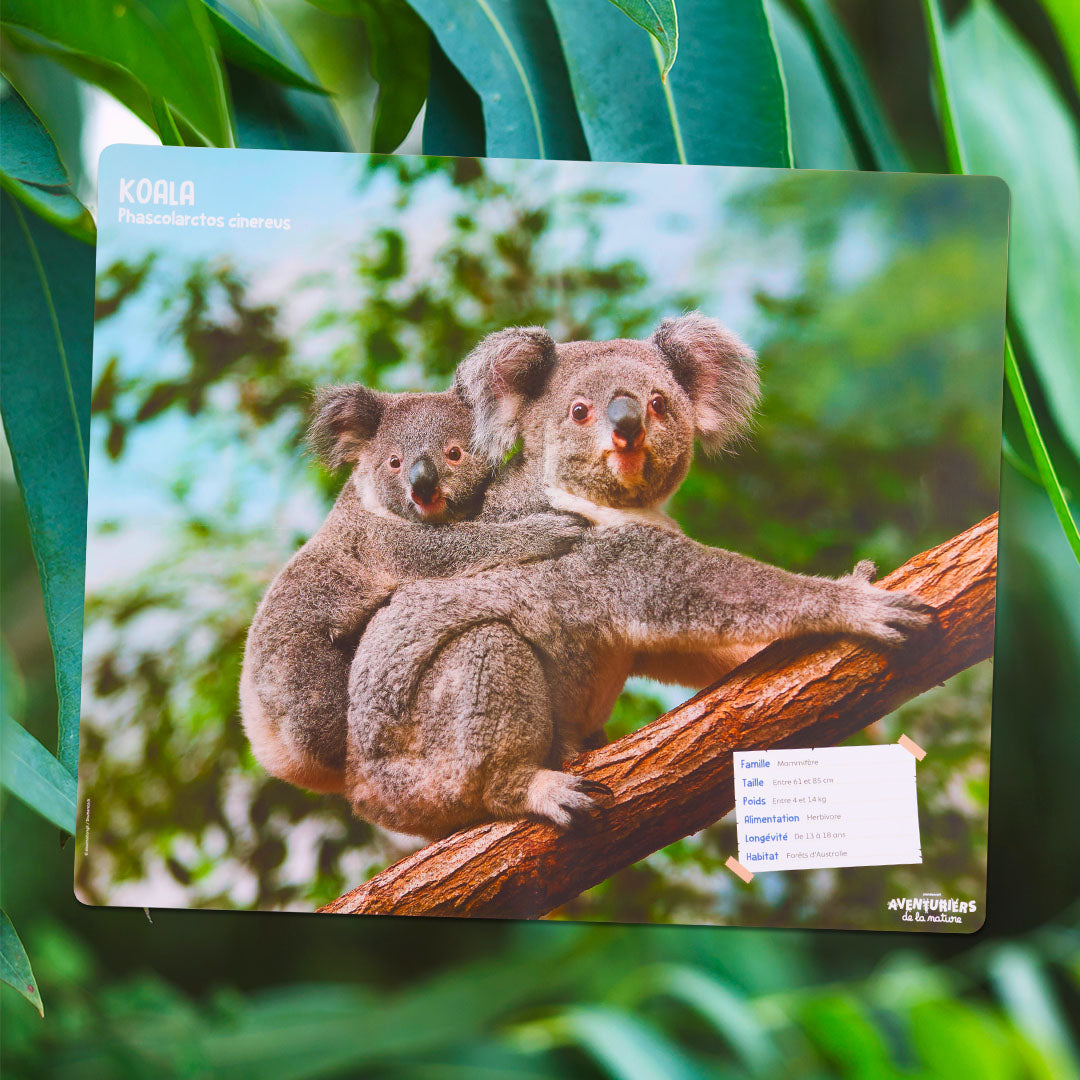 Le koala
